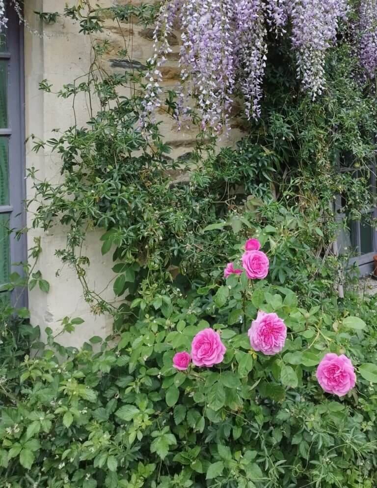 Cercles sacrés avec la Rose